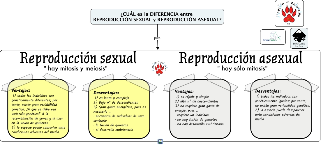 Tema 12 7 Ventajas Y Desventajas De La Reproducción Sexual